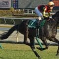 【京都新聞杯想定騎手】ベレシートは北村友一騎手、エムズビギンは川田将雅騎手