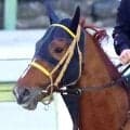 【名古屋グランプリ】２番人気のカズタンジャーは追い込み届かず５着　川田将雅騎手は６年ぶり３勝目ならず