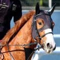 【ＮＨＫマイルＣ】ダイヤモンドノットはフォーム修正効果あり　陣営「首の使い方が良くなってきています」