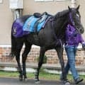 【エプソムＣ】マイル重賞２勝のトロヴァトーレは１ハロン延長にも対応可能　鹿戸調教師「折り合いがつけば距離は問題ない」