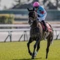 【ヴィクトリアM出走馬決定順】フルゲート18頭に20頭登録 サフィラとチェルビアットが除外対象