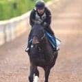 Ｇ１制覇で全米に衝撃与えたテーオーエルビスとケンタッキーダービー挑戦のワンダーディーンが帰国　ＪＲＡ発表