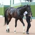 【京都新聞杯】ラディアントスターはコース替わりを歓迎　林調教師「外回りの２２００メートルはいいのでは」