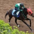 【注目馬動向・古馬】マイネルチケットはパラダイスＳ　高松宮記念５着のレイピアは横山武史騎手と函館ＳＳへ