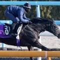 【京都新聞杯】名門厩舎が祭典への「最終切符」を託すエムズビギン　友道調教師「徐々に体がしっかりしてきています」