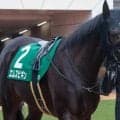【京都新聞杯】セレクト5.9億円のエムズビギン 史上最高価格のJRA重賞勝ち馬となるか
