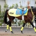 【かしわ記念】ウィルソンテソーロが春のダートマイル王　「山Ｐ待ちでしょうが、すみません。僕の話が長く...」川田将雅騎手もスタンド沸かす