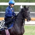 【京都新聞杯】良血馬ベレシートがダービーへ勝負駆け　斉藤崇調教師「すごく自信には…」と手応えを深める理由
