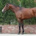 叩き2戦目と距離短縮で巻き返しへ 馬体派記者が選ぶNHKマイルCの注目馬は