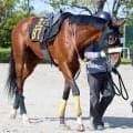 【注目馬動向】青葉賞２着で日本ダービーの出走権利を獲得したタイダルロックに左前脚骨折の疑い　７日に検査へ