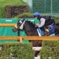 シュガークン、新潟大賞典1週前追い切り速報/栗東トレセンニュース