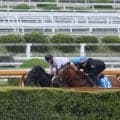 アランカール、オークス2週前追い切り速報/栗東トレセンニュース