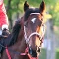 【兵庫ＣＳ】武豊騎手が騎乗した３番人気スマートジュリアスは６着　５着馬からは大差…