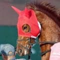 【兵庫ＣＳ】トウカイマシェリは半馬身差届かず２着　０６年グレイスティアラ以来、当レース史上２頭目の牝馬Ｖならず