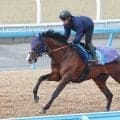 【注目馬動向】チャンピオンズ＆チャターカップに参戦予定のローシャムパークはヒュー・ボウマン騎手と初コンビ