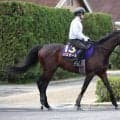 【注目馬動向】報知杯弥生賞勝ち馬バステールは日本ダービーへ　シルク・ホースクラブが発表