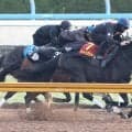 【ヴィクトリアＭ・１週前】昨年と同じ金鯱賞から転戦のクイーンズウォーク　ラスト１０秒８に陣営「よく動けていたようです」