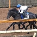 【京都新聞杯】“黄金コンビ”で２週連続重賞制覇へ　ベレシートが時計以上の伸び　斉藤崇師「賞金を加算してダービーに」