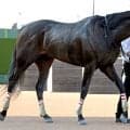 ケンタッキーダービーで５着に健闘したダノンバーボンが帰国　競馬学校で検疫へ