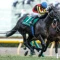 【エプソムC出走馬・騎手確定】トロヴァトーレ＆C.ルメール騎手、カラマティアノス＆津村明秀騎手など17頭