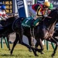 【京都新聞杯出走馬・騎手確定】ベレシート＆北村友一騎手、エムズビギン＆川田将雅騎手など16頭