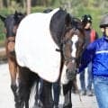 【注目馬動向】オークスへドリームコアが美浦トレセンに帰厩　萩原調教師「しっかり調整していきます」　鞍上は未定