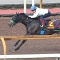 【ヴィクトリアＭ・１週前】武豊騎手と４戦連続コンビのエリカエクスプレス　杉山晴調教師「折り合いもついて…」