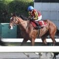 【注目馬動向】青葉賞２着タイダルロックは日本ダービー断念　左前脚の第一指骨骨折で全治３か月の診断　