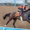 【ヴィクトリアＭ・１週前】重賞２着７回ボンドガールは悲願の初タイトルへ　手塚貴久調教師「動き的にはあれでいい」