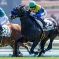 セレクト1.5億円の良血 ランブルスコがルメール騎手と初タッグで初勝利狙う