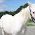 全姉ゴージャスの白毛馬 ジャジャミンがデビュー勝ち狙う