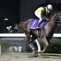 【エンプレス杯】メモリアカフェなどJRA馬は5頭