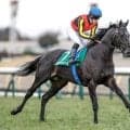 【エプソムC枠順確定】トロヴァトーレは6枠11番、カラマティアノスは2枠4番