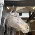 １０年ダービー馬が凱旋！　エイシンフラッシュが東京競馬場に到着　ＮＨＫマイルＣ当日の１０日にファンにお披露目