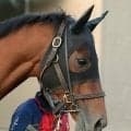 かしわ記念４着のコスタノヴァは左前肢第４中手骨の骨折が判明　全治３か月　社台グループオーナーズが発表