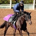 【京都新聞杯・金曜気配】５・９億円の超高額馬エムズビギンが軽快なキャンター　友道調教師「デビュー以来、一番いいと思うけど…」