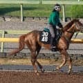 【京都新聞杯・金曜気配】ダービー出走を目指すアーレムアレスが先輩Ｇ１馬と最終調整　陣営「体は本当に良くなりました」