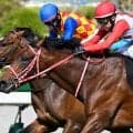 叔母はGI・9勝の歴史的名牝 カフジエメンタールが京都新聞杯で重賞初制覇狙う