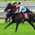 京都新聞杯は波乱傾向 好成績のタッグに注目だ