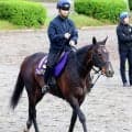 【注目馬動向】皐月賞５着のフォルテアンジェロは日本ダービーへ　シルク・ホースクラブが発表