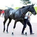 【注目馬動向】東風Ｓで約１年ぶりの勝利を飾ったヴァルキリーバースは府中牝馬Ｓへ　サンデーサラブレッドクラブが発表