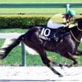 【東京１０Ｒ・青竜Ｓ】ドンエレクトスがオープン４度目の挑戦で待望の初Ｖ　荻野極騎手「今後に弾みがつく内容」