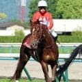 【京都新聞杯】３番人気アーレムアレスはまさかの１４着　菱田裕二騎手も首かしげる「ちょっと敗因がつかめない感じです」