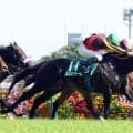 【エプソムＣ・レースメモ】トロヴァトーレでルメールが同レース最多タイの通算３勝目！