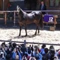 ２０１０年のダービー馬エイシンフラッシュに人だかり　東京競馬場でお披露目に岩崎代表「どこにいっても落ち着いている」