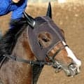 日曜東京競馬場の注目激走馬…東京１１Ｒ・ＮＨＫマイルカップ・Ｇ１
