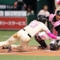 鷹・周東佑京がホームスチール　審判が一瞬アウトのジェスチャーもボールがこぼれ成功