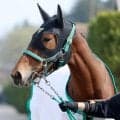 【注目馬動向】阪神ＪＦ、桜花賞で２着のギャラボーグが次戦予定のオークスを回避　右前肢にフレグモーネ発症のため