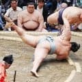 義ノ富士が初の大銀杏を披露　初土俵からちょうど２年