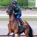 【Ｇ１・１週前まとめ】ココナッツブラウン４か月ぶり実戦も不安ない　上村調教師「動けている。１６００メートルの方がしまいの脚を生かしやすい」